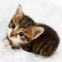 Run From The EPIC CATTTTT!!!!!!!