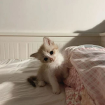 kittyfaxo