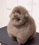 Scoobert Inc