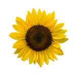Seeds groups