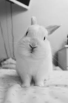 XxXBunniesXxX