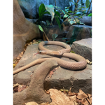 Snakes are so so so cute