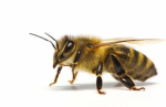 Beetious