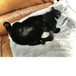 The Cat Plaza