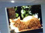 Ginger animal