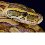 SNAKE SQAUD!