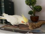 Ducky Heaven Wings Equestrian