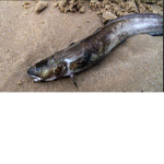 Dead Eel Gang