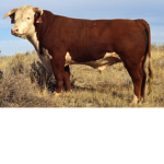 Adorable moo moos