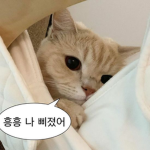 고양이 귀여움