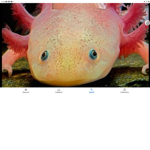 The Fish peoples