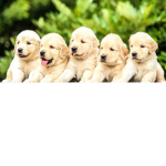 loving puppys