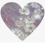 Daisies$$$