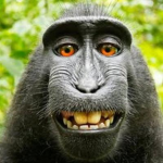 Monkey Mob