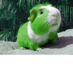 Green Guinea Pig Group