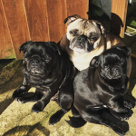 Do you love pugs? Then join this group!