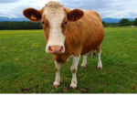 The Cow Clan Of Bedwars Pros
