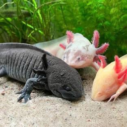 [ 🌟 ADMIN 🌟 ] Axolotl Clicker