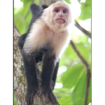 Wildest Animals
