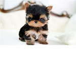puppy club puppy club