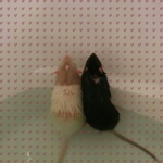 RAT ARMY RAT ARMY RAT ARMY