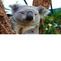 Ze Koala Club's Place