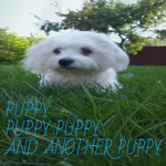 Puppy Puppy Puppy And Another Puppy