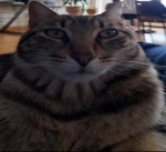 gizmowo