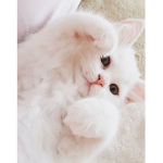 cats4ever!