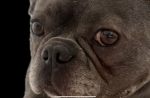 Doggo production