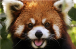 Sneaky Red Pandas