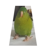 Parrot cape