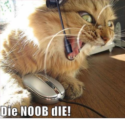 Cat obby