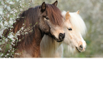 Best friends forever!!!horses!!