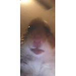 Hamsters CZ