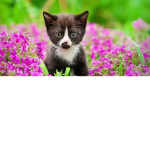 kat kitty kat kat