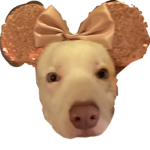 THE GOOD DOG yes
