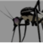 Mosquitos United!