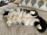 kitty obsesser group
