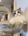 Moonies pies