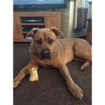 adoptme_great