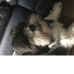 Dog And Puppy Clan