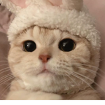 heyladies