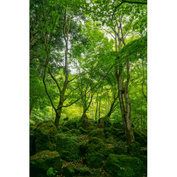 The Forest [ Wall ]