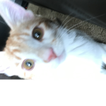 Georgie the pooey kitty