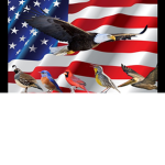 Birds Unitéd