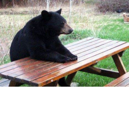 BEAR GANG OFFICAL HANGOUT!