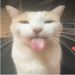 h-hhhgfhfgfgh