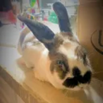 Bunny BunBunz