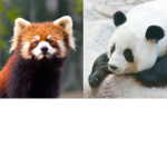 #love animals